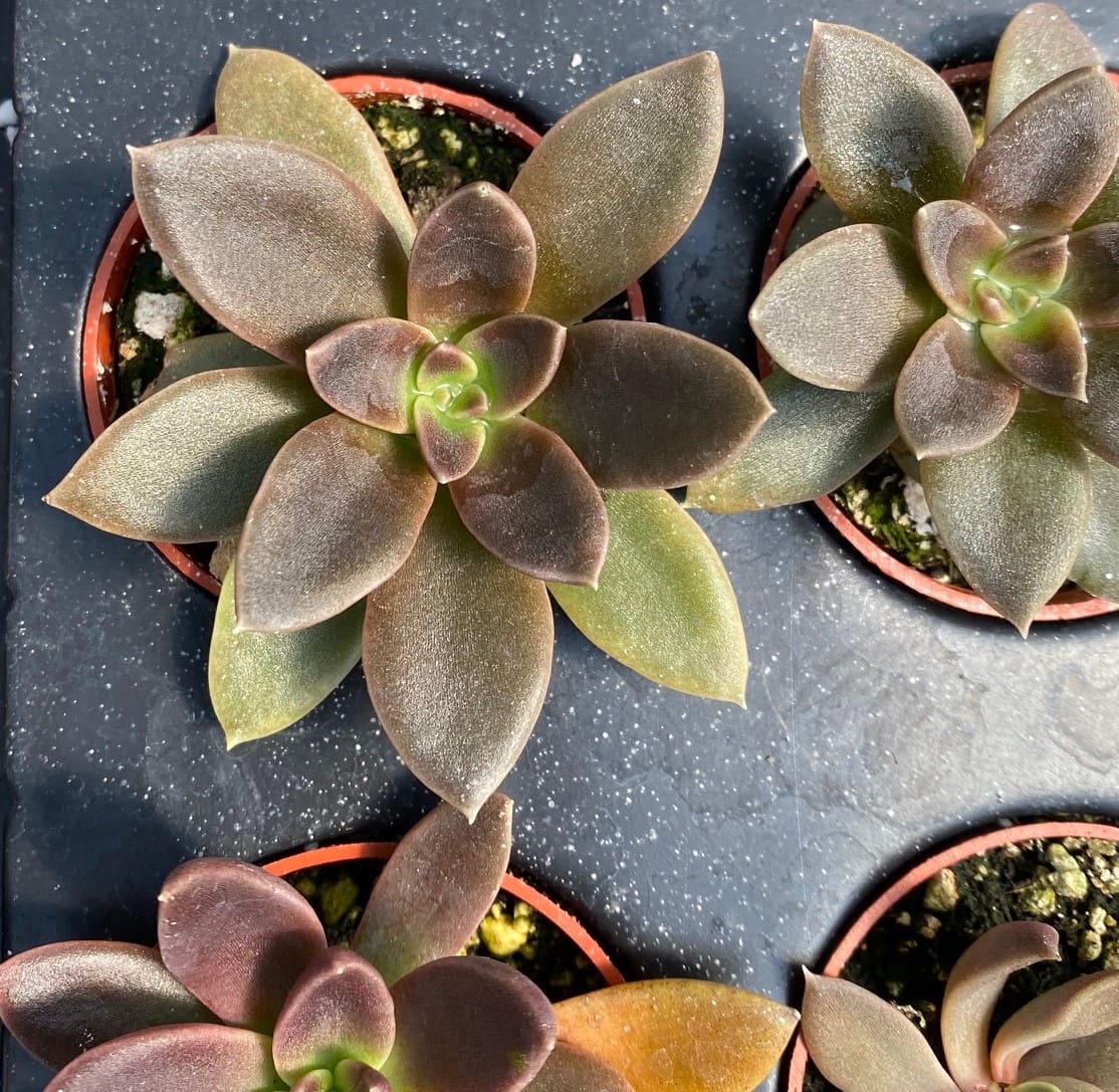 succulent sugar Echeveria, Brown Sugar 2" Potted Plant