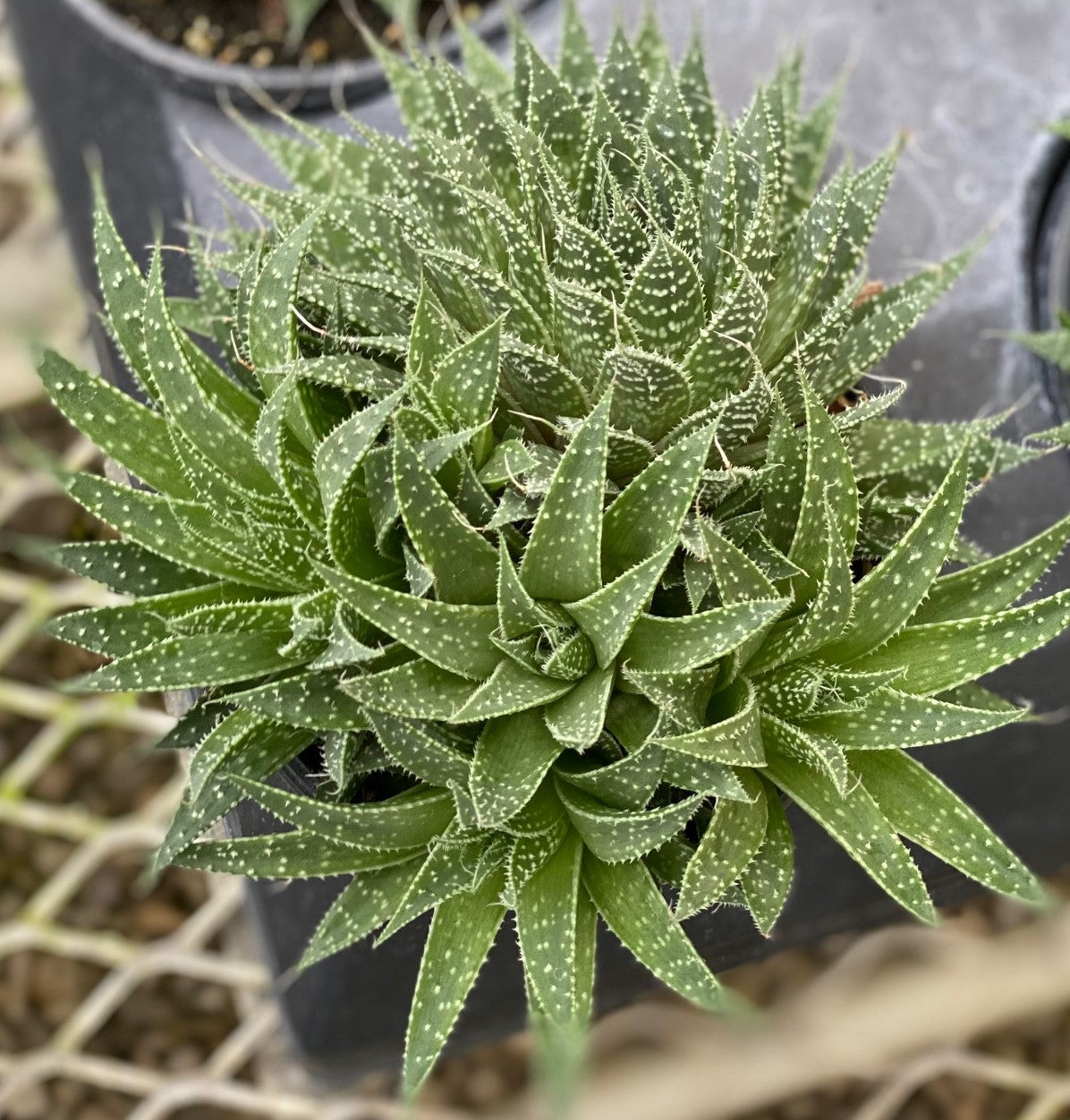 thumbnail image 2 of Aristaloe Aristata 'Lace Aloe' Live Succulent Plant – Succulents Depot 2 of 4