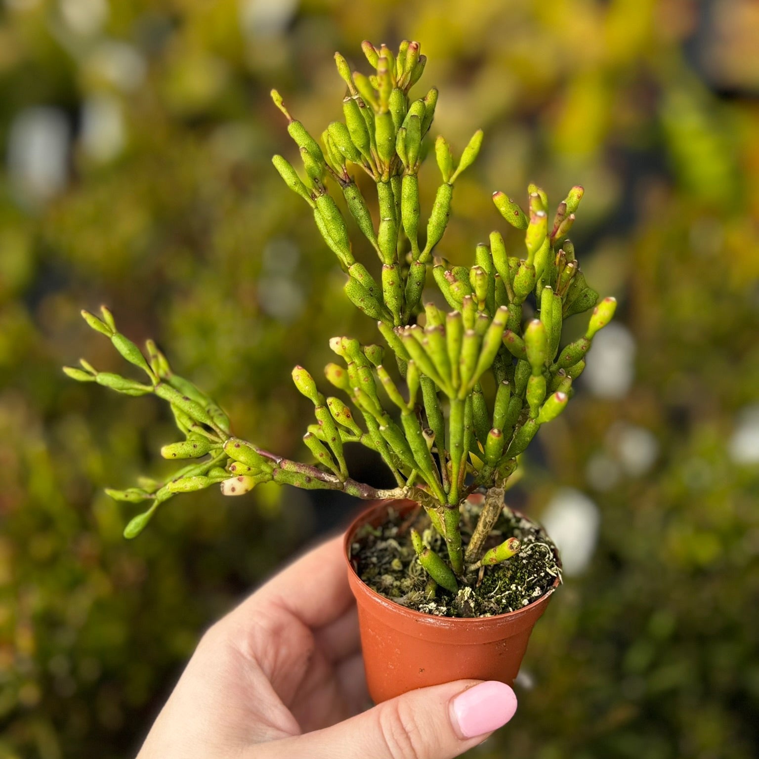 hatiora succulent Hatiora salicornioides, Bottle Cactus 2" Potted Plant