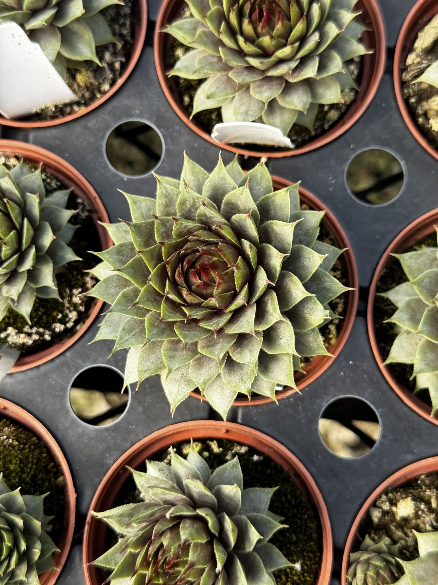 red beauty succulent Sempervivum, Hen & Chicks, Red Beauty
