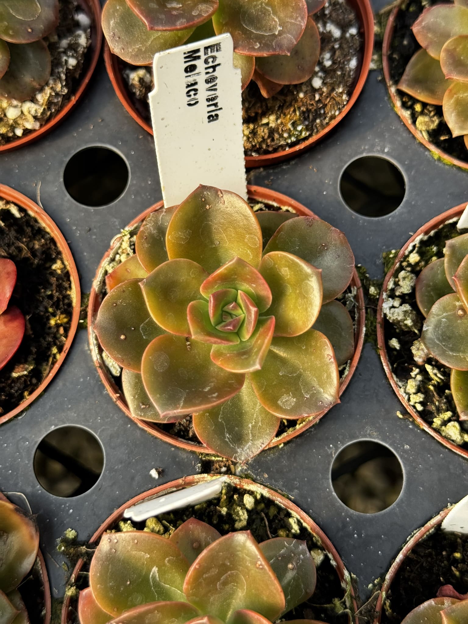echeveria melaco succulent Echeveria, Melaco 2" Potted Plant