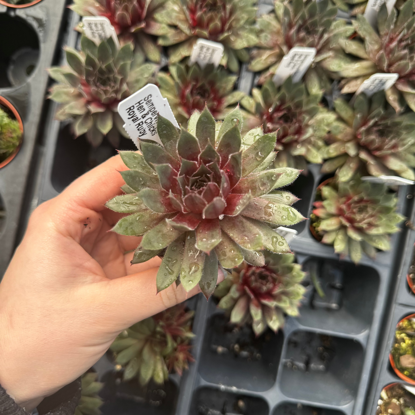 Sempervivum, Hen & Chicks, Royal Ruby