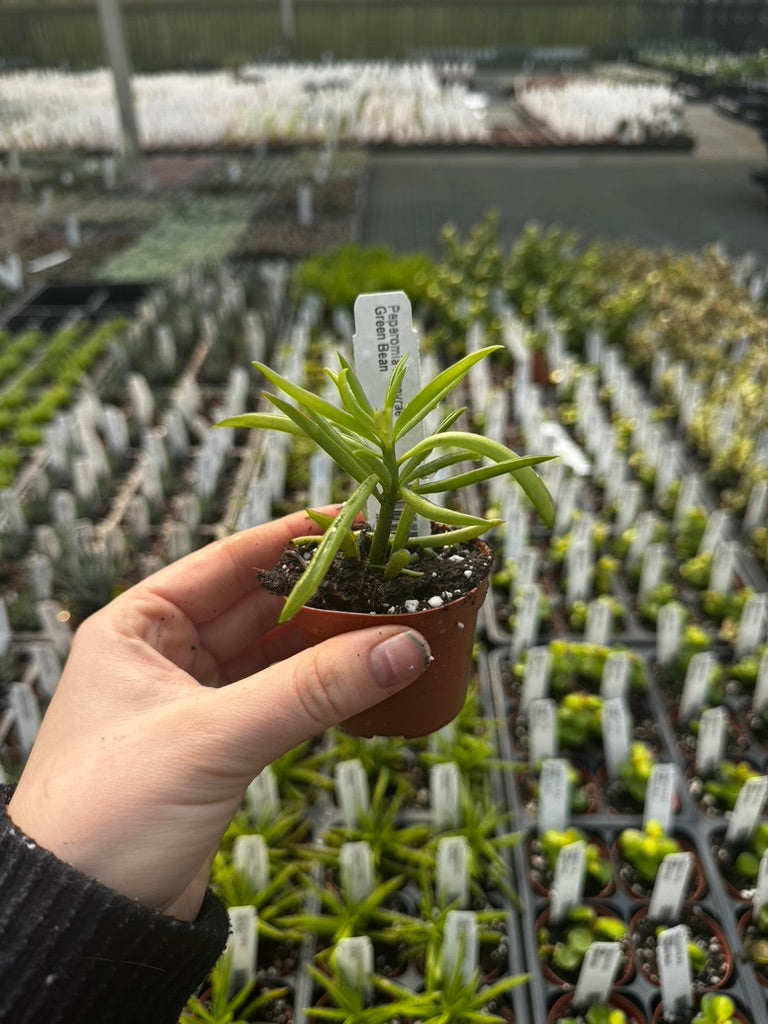 Peperomia, Green Bean