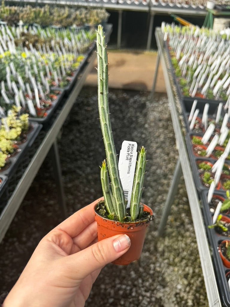 Kleinia stapeliiformis, Pickle Plant