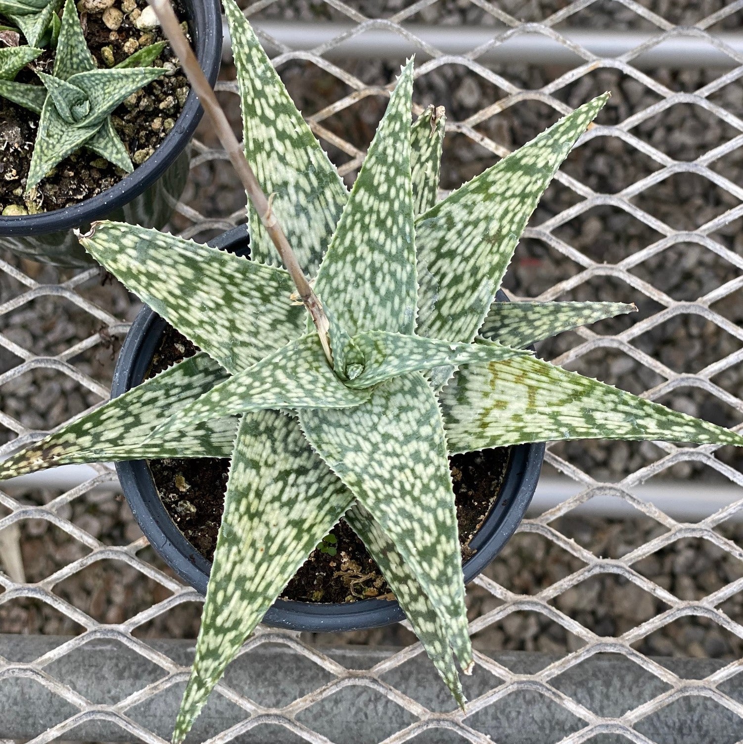 albino aloe vera plant Aloe, White Fox 2" Potted Plant