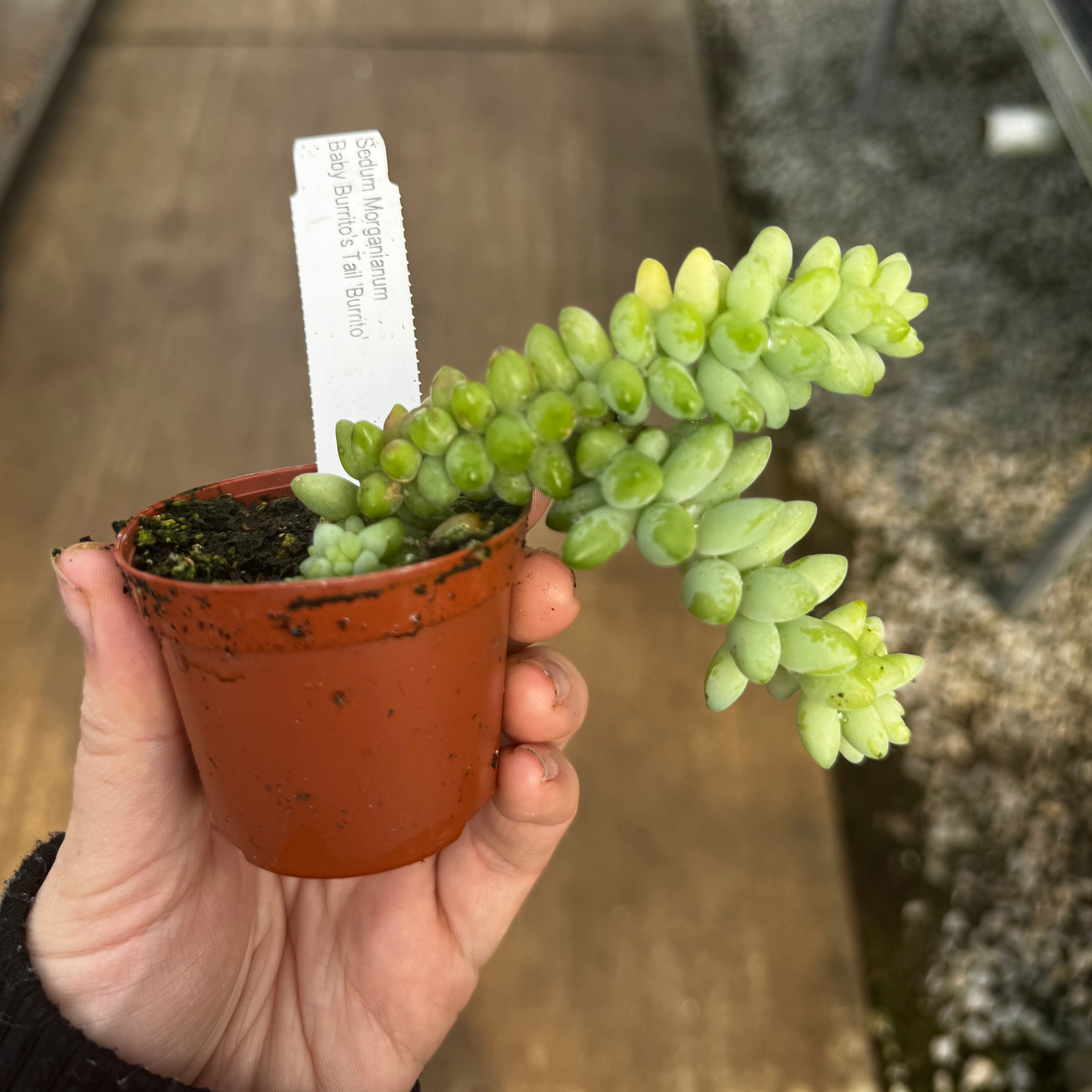 Sedum morganianum, Baby Burrito's Tail