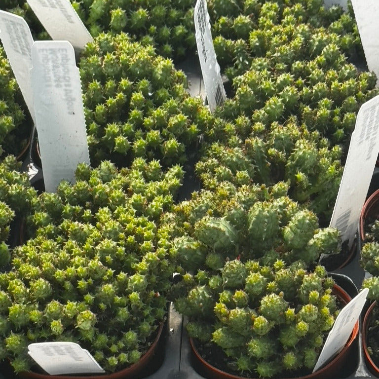 euphorbia monstrose succulent Cactus, Euphorbia Monstrose