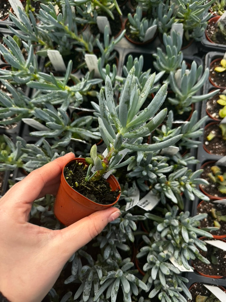 chalk fingers succulent Senecio mandraliscae, Senecio serpens, Blue Chalksticks 2" Potted Plant