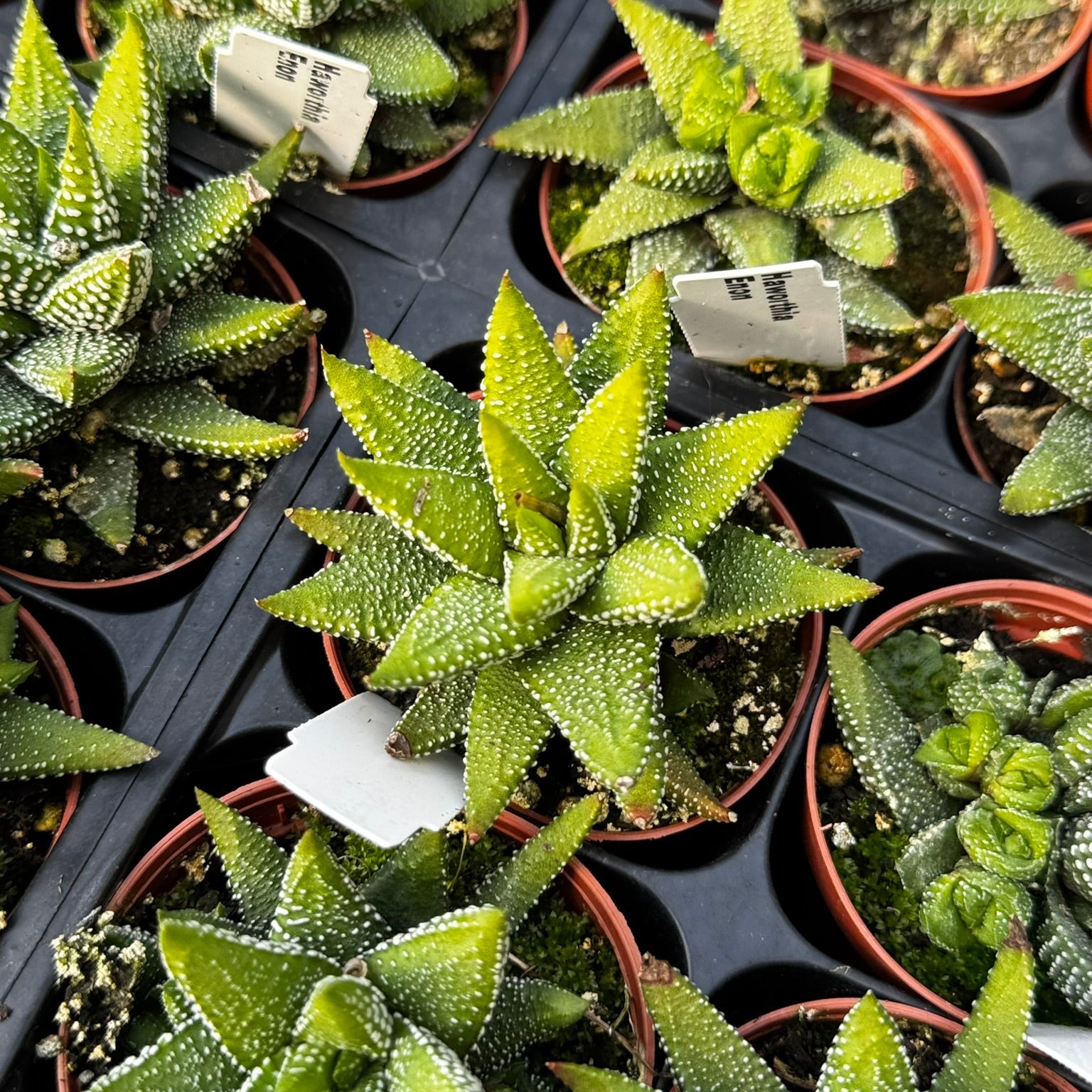 hawthoria succulent Haworthia, Enon