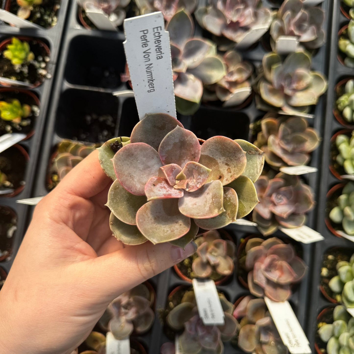 Echeveria, Perle Von Numberg
