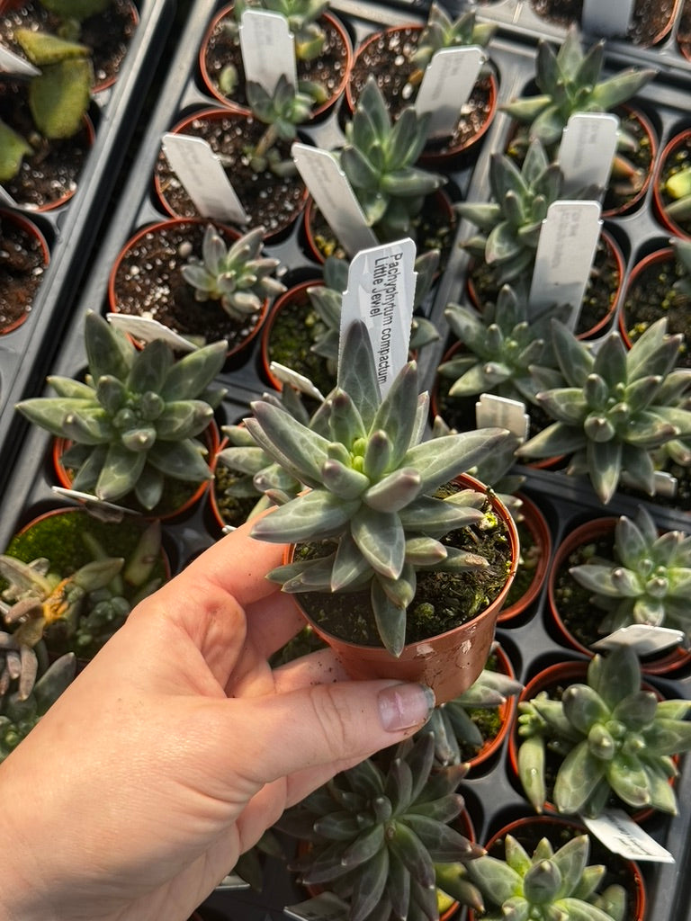 Pachyphytm, Little Jewel