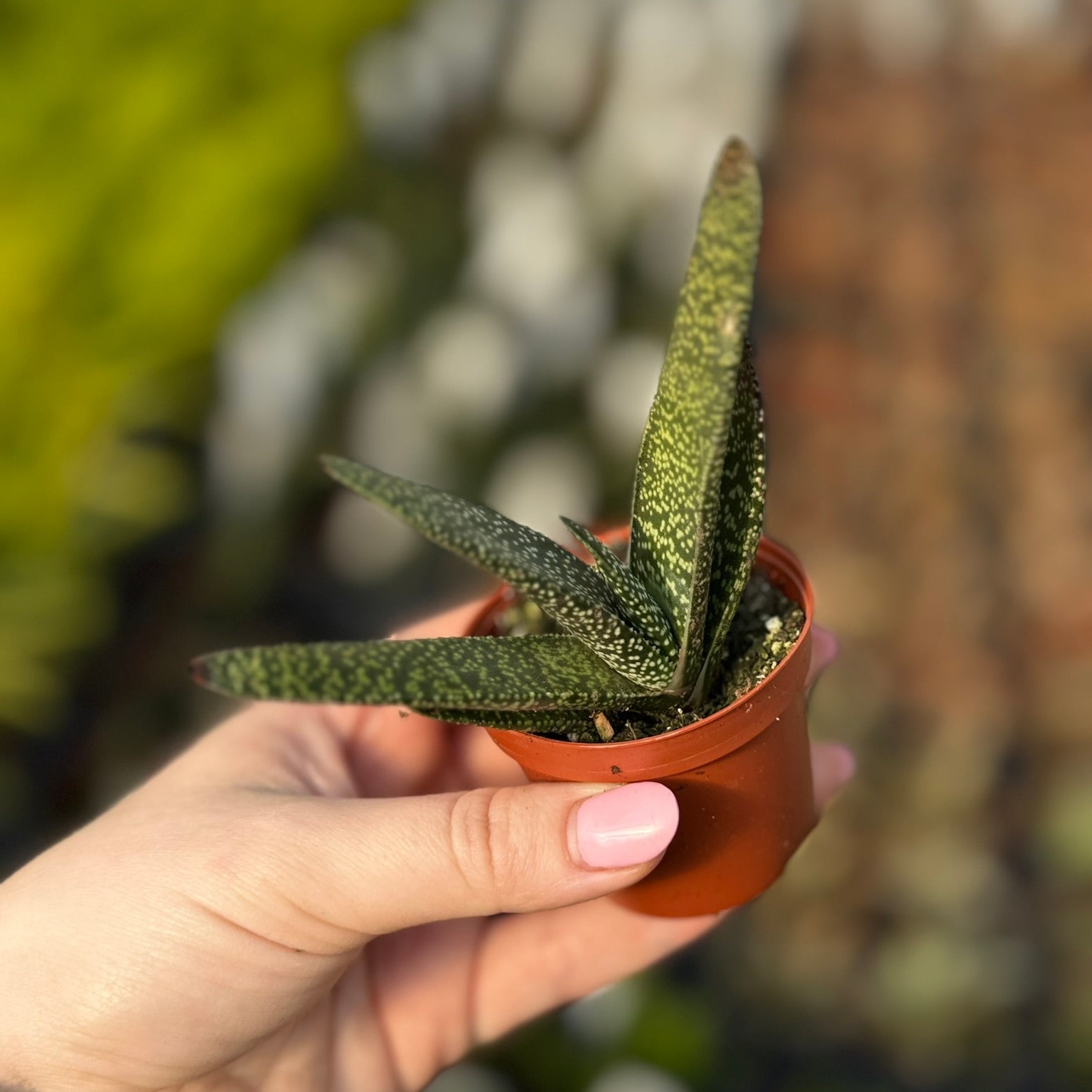 cat's tongue succulent Gasteria, Lawyer's Tongue 2" Potted Plant