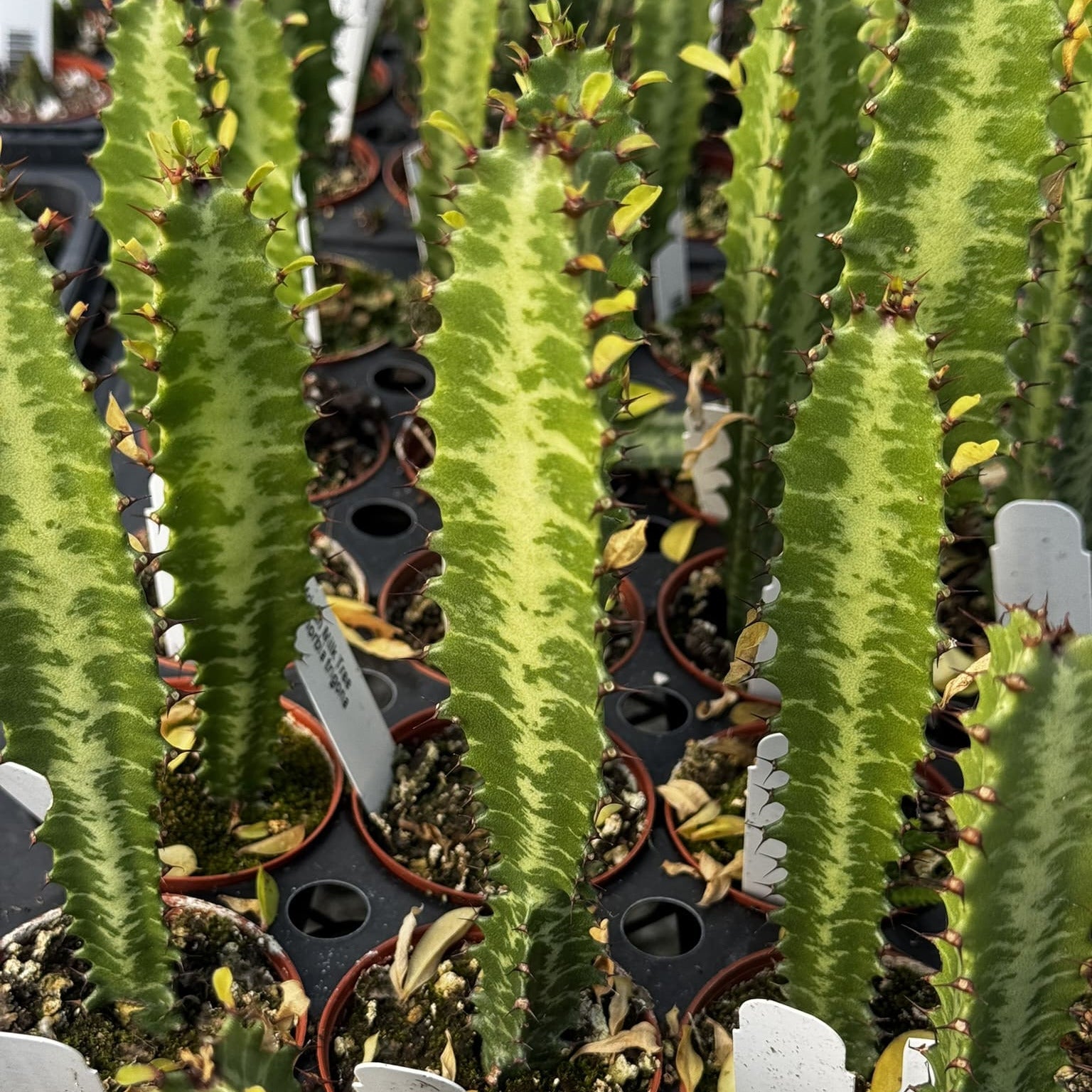 african milk tree succulent Euphorbia trigona, Green African Milk Tree 6" Potted Plant