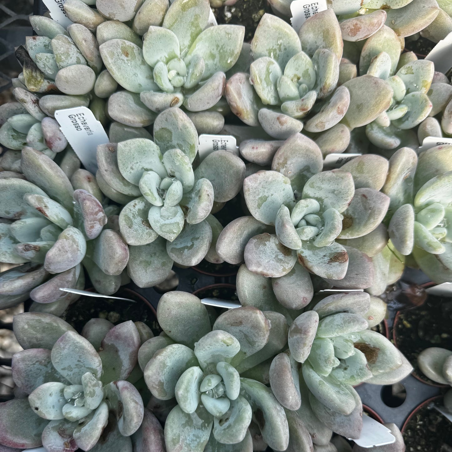 Echeveria, Grosso