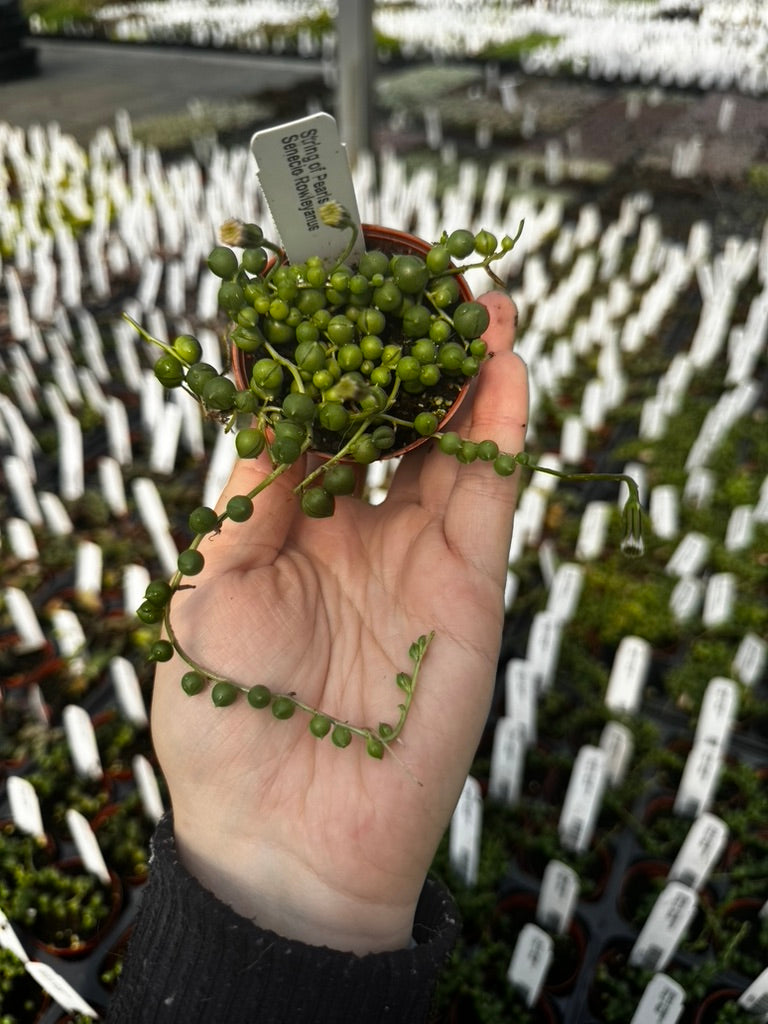 Senecio rowleyanus, String of Pearls