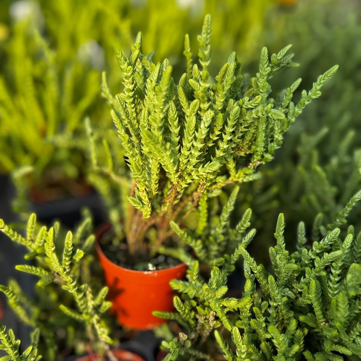 princess pine succulent care Crassula, Princess Pine 2" Potted Plant