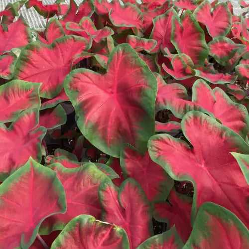 Caladium Freida Hemple - 3 bulbs