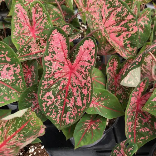 Caladium Pink Beauty - 3 bulbs