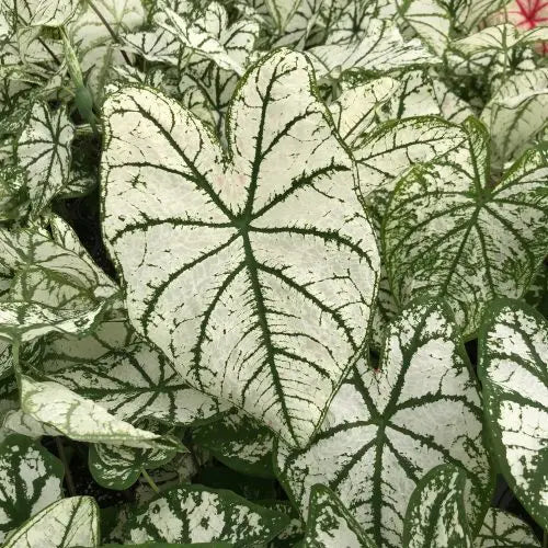Caladium White Christmas - 3 bulbs