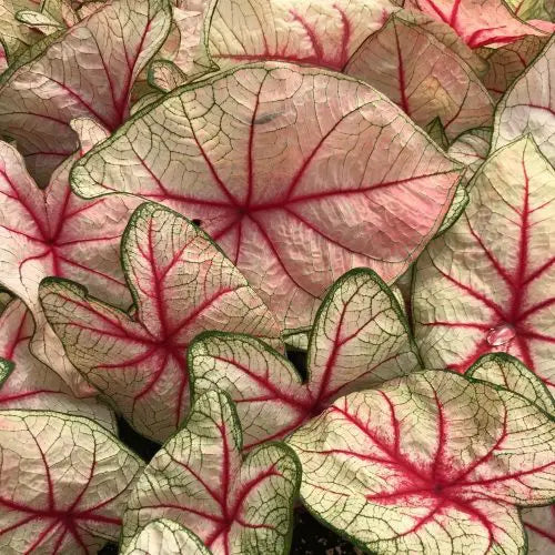 Caladium White Queen - 3 bulbs