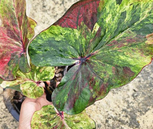 Caladium Dang Koei Chai - 1 bulb