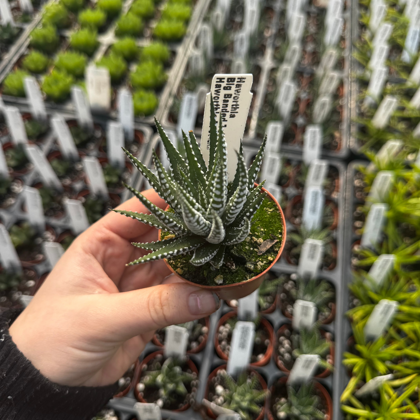 Haworthia, Big Banded Zebra