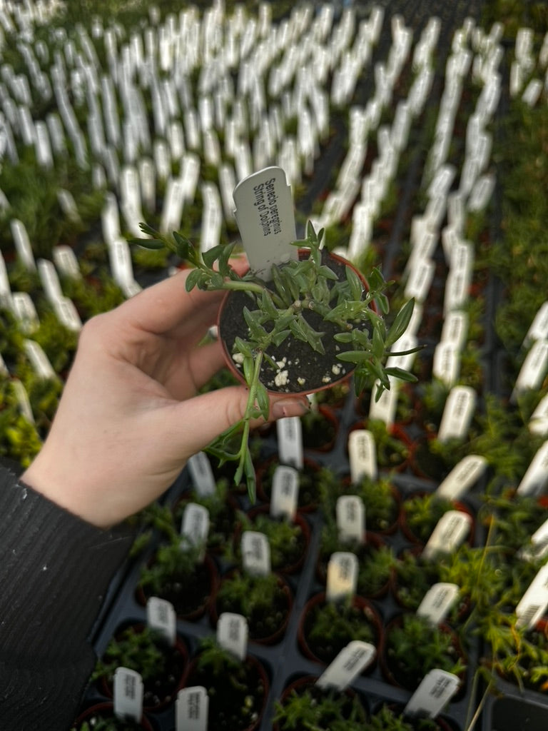Senecio peregrinus, String of Dolphins