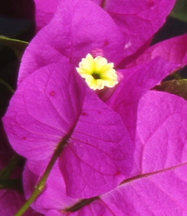 Bougainvillea, Elizabeth Angus