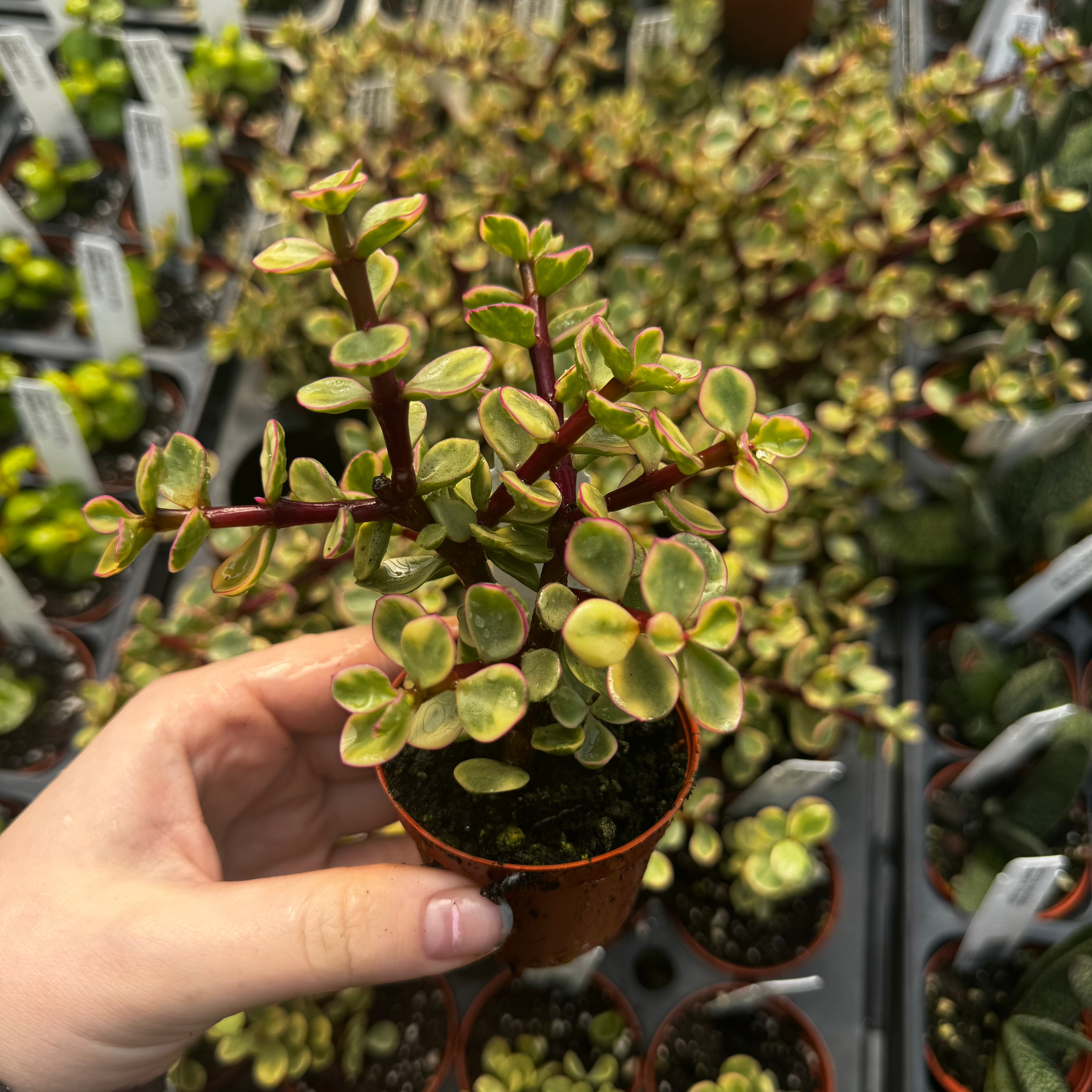 portulacaria afra f variegata Portulacaria, Elephant Bush, Variegated 2" Potted Plant