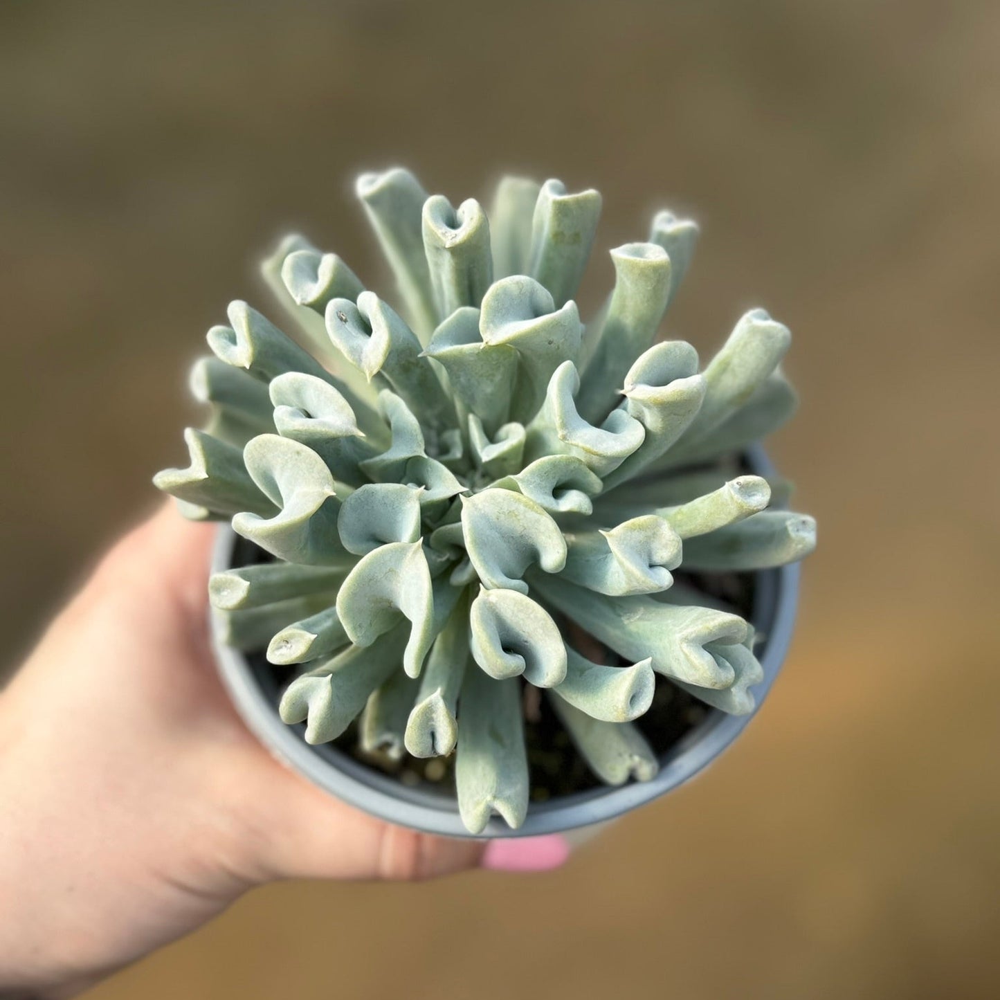 Echeveria runyonii, Topsy Turvy