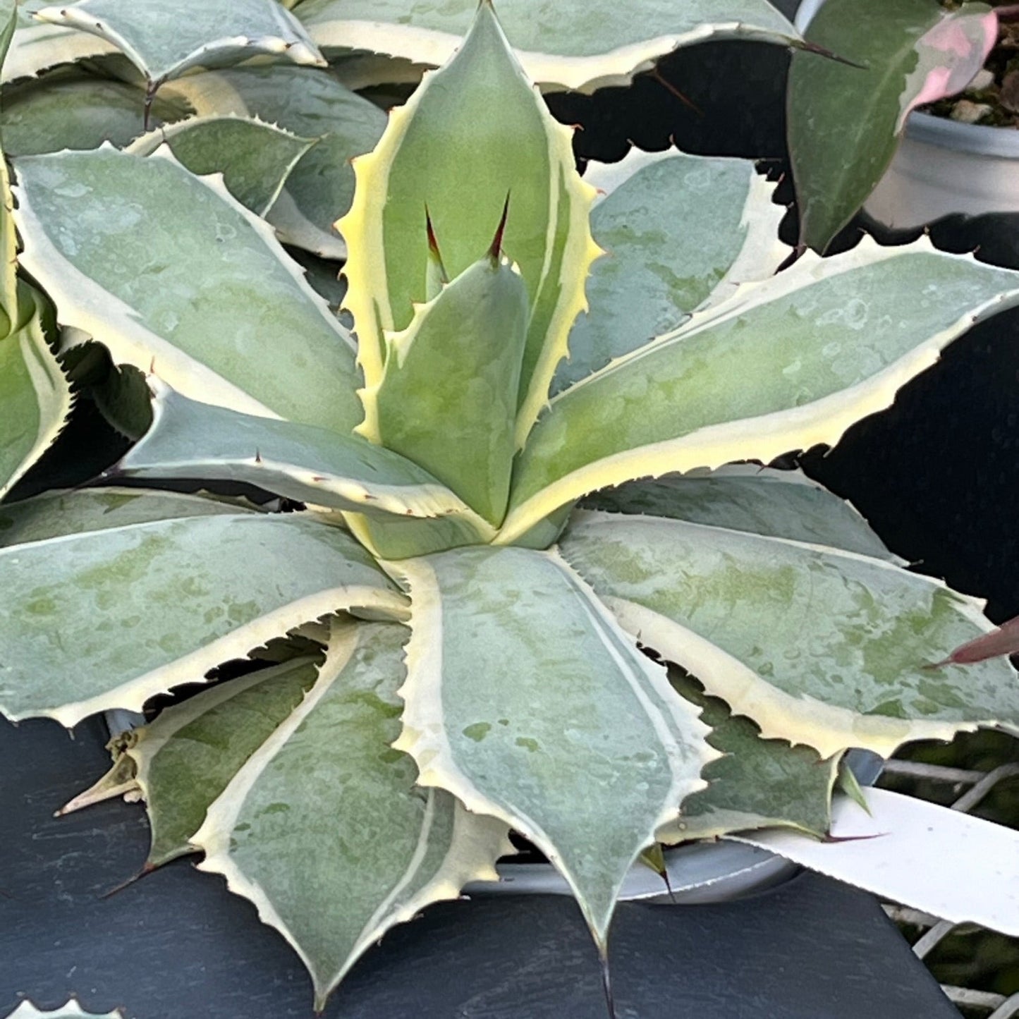 Agave, Blue Winds