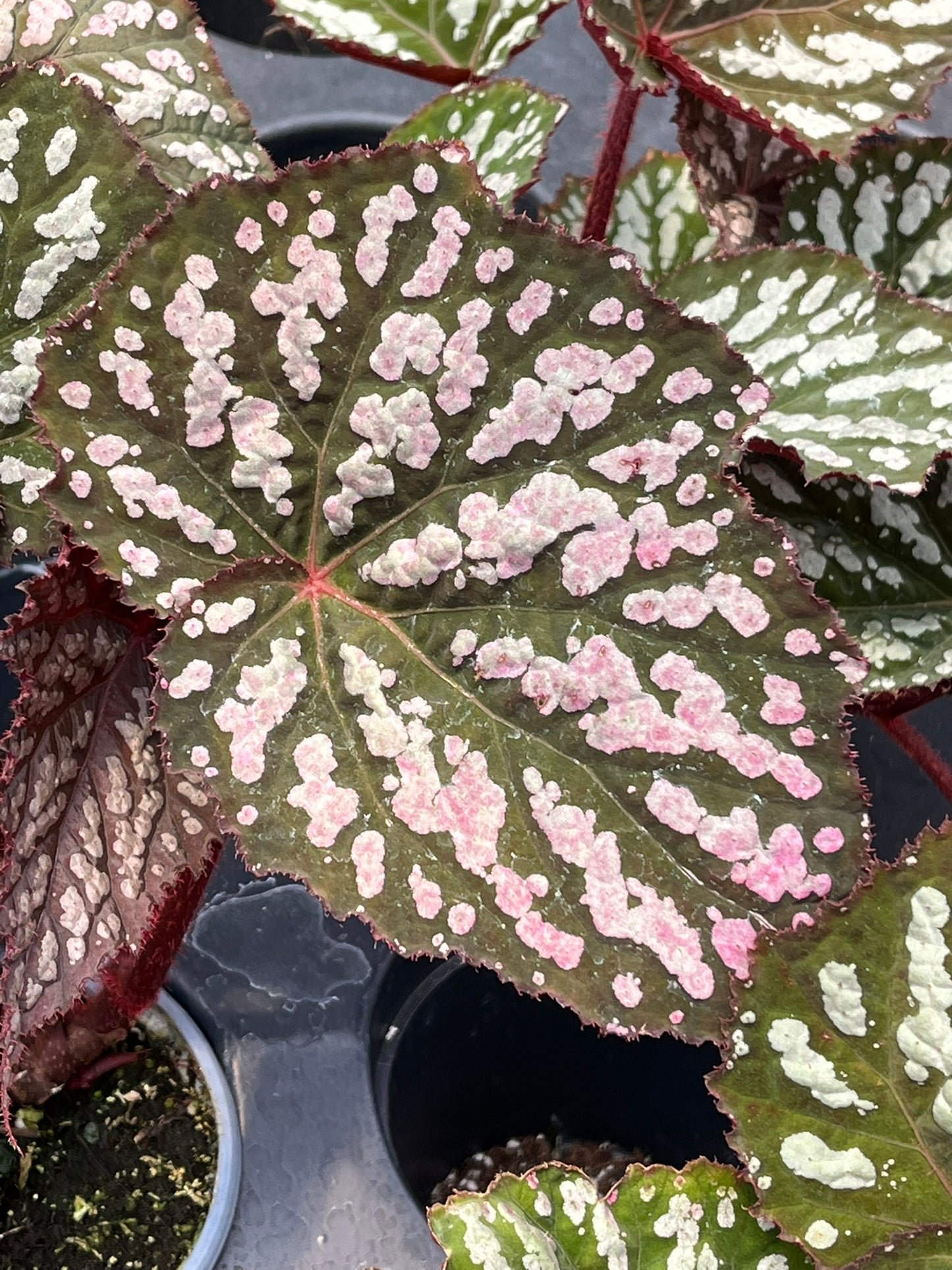 Begonia Betsy