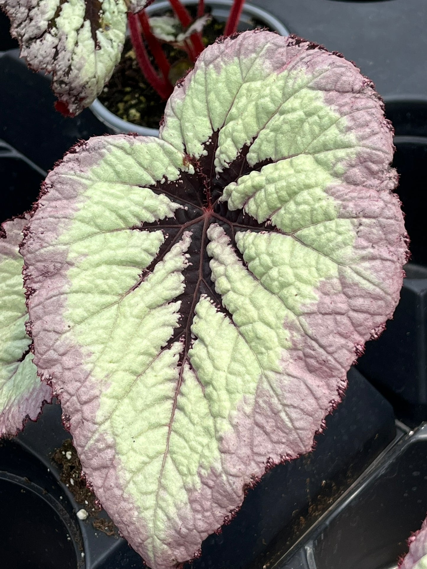 Begonia Harmony Fire Woman