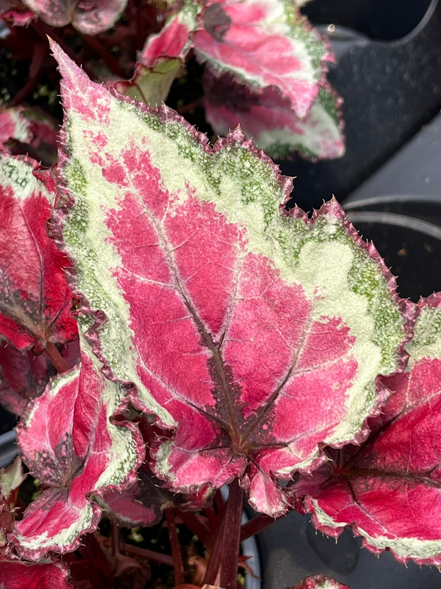 Begonia Spitfire