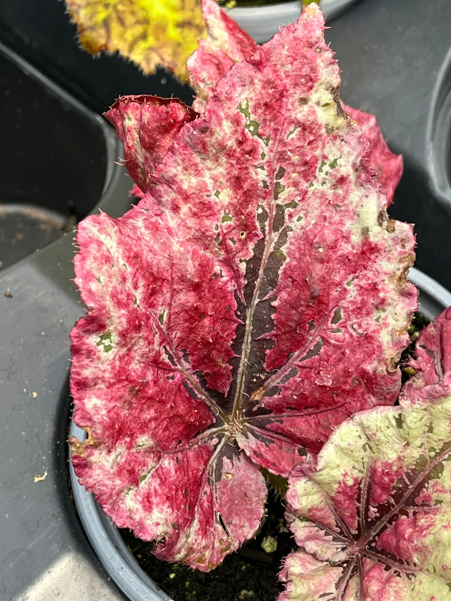 Begonia Venetian Red