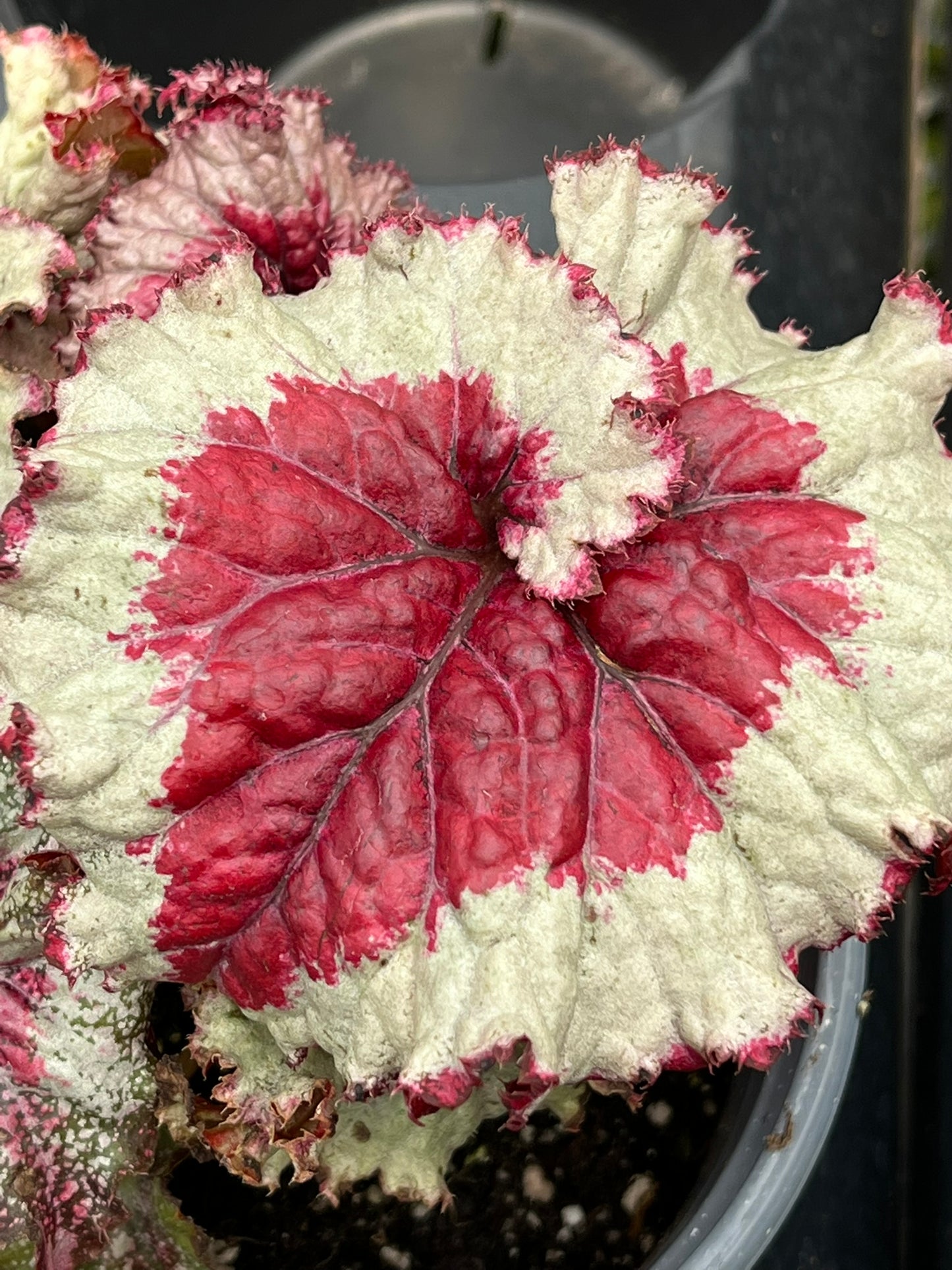 Begonia Harmony Baby Dragon Heart