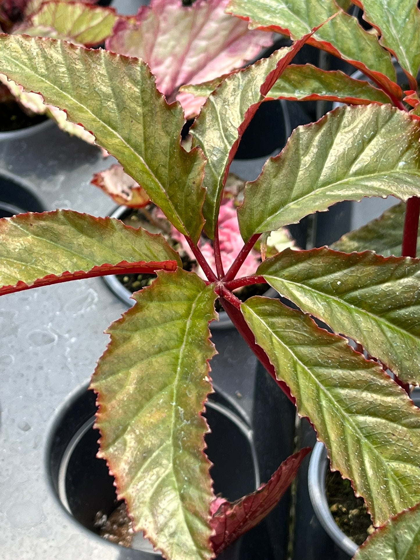 Begonia thiemei, Macdougalii purpurea