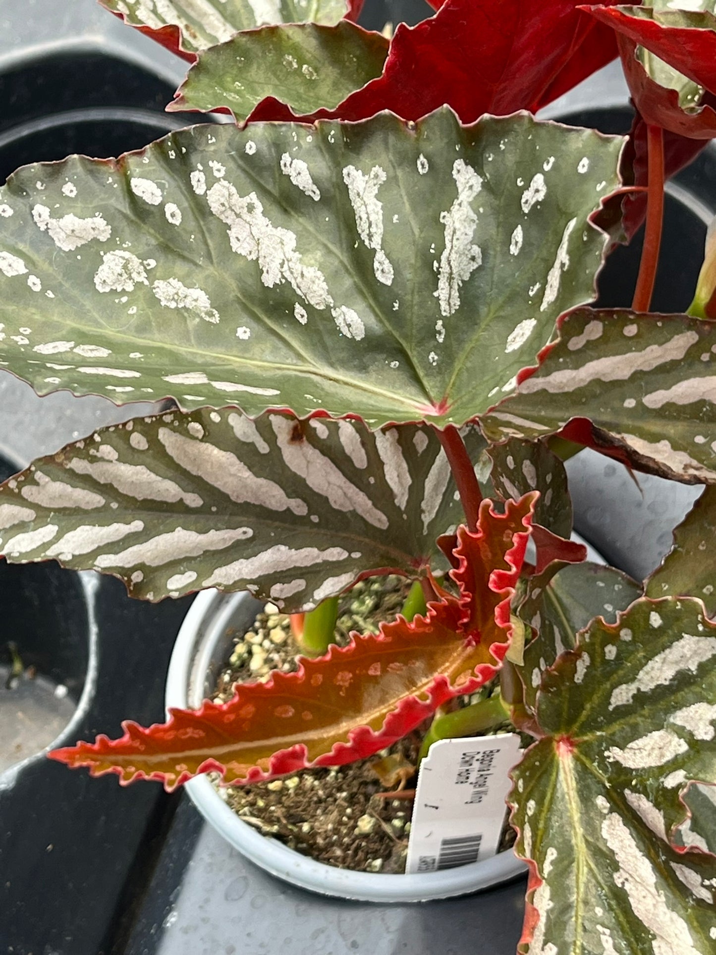 Begonia Down Home