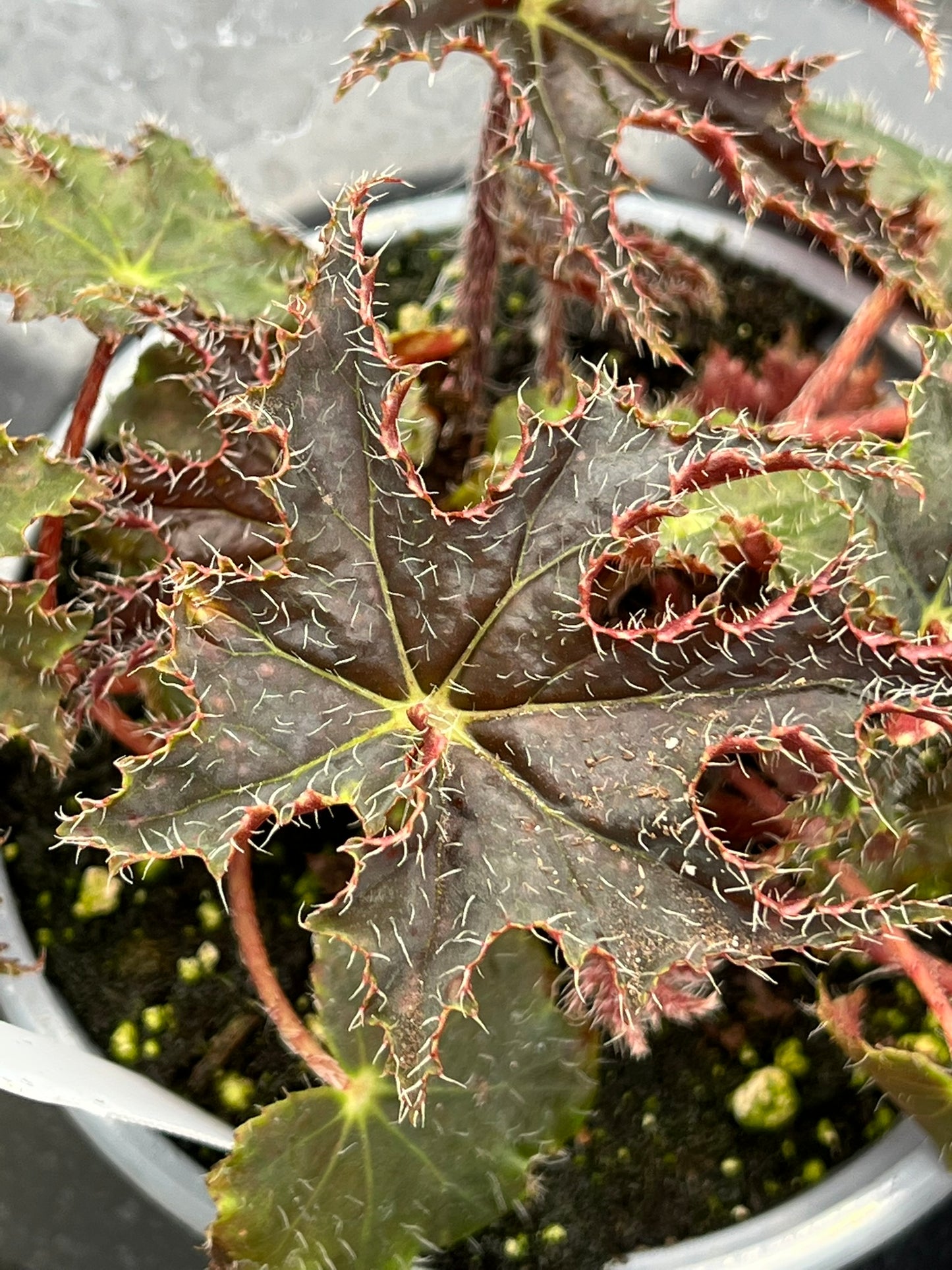 Begonia Black Coffee
