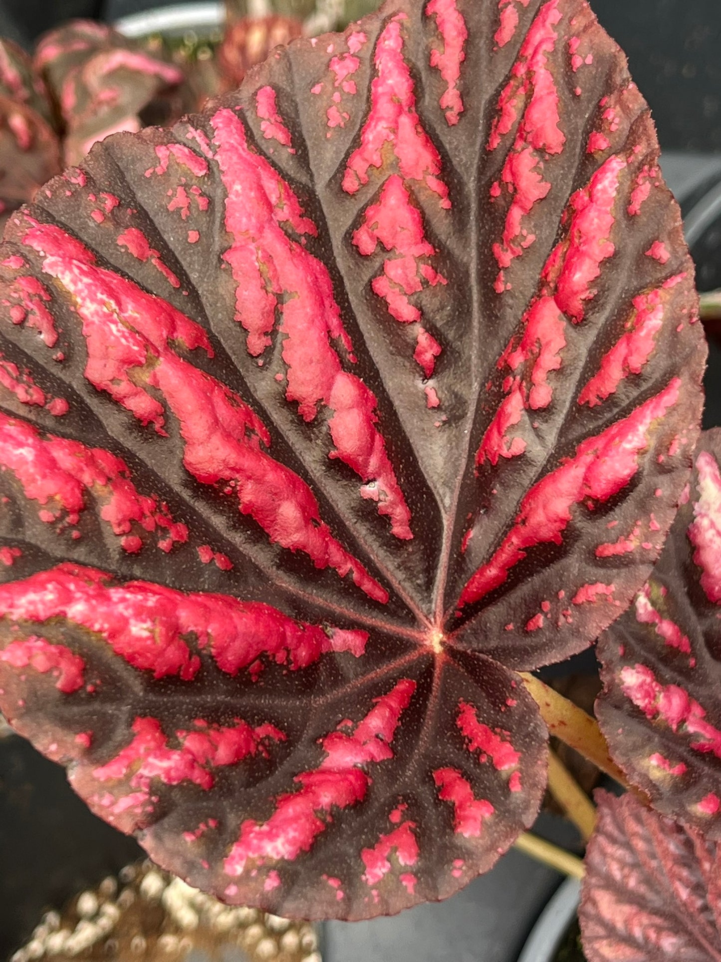 Begonia Candy Stripes
