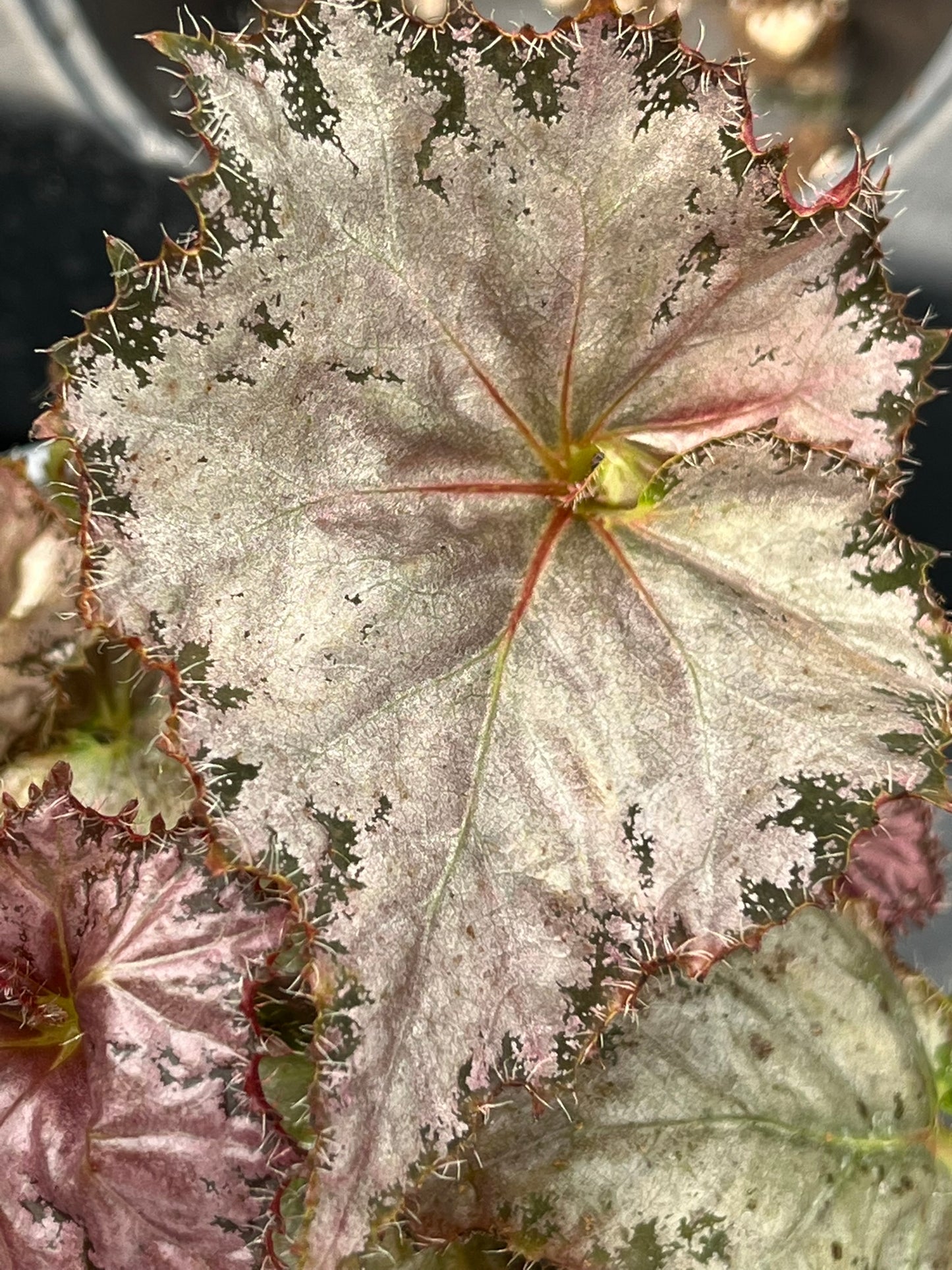 Begonia Dejah Thoris