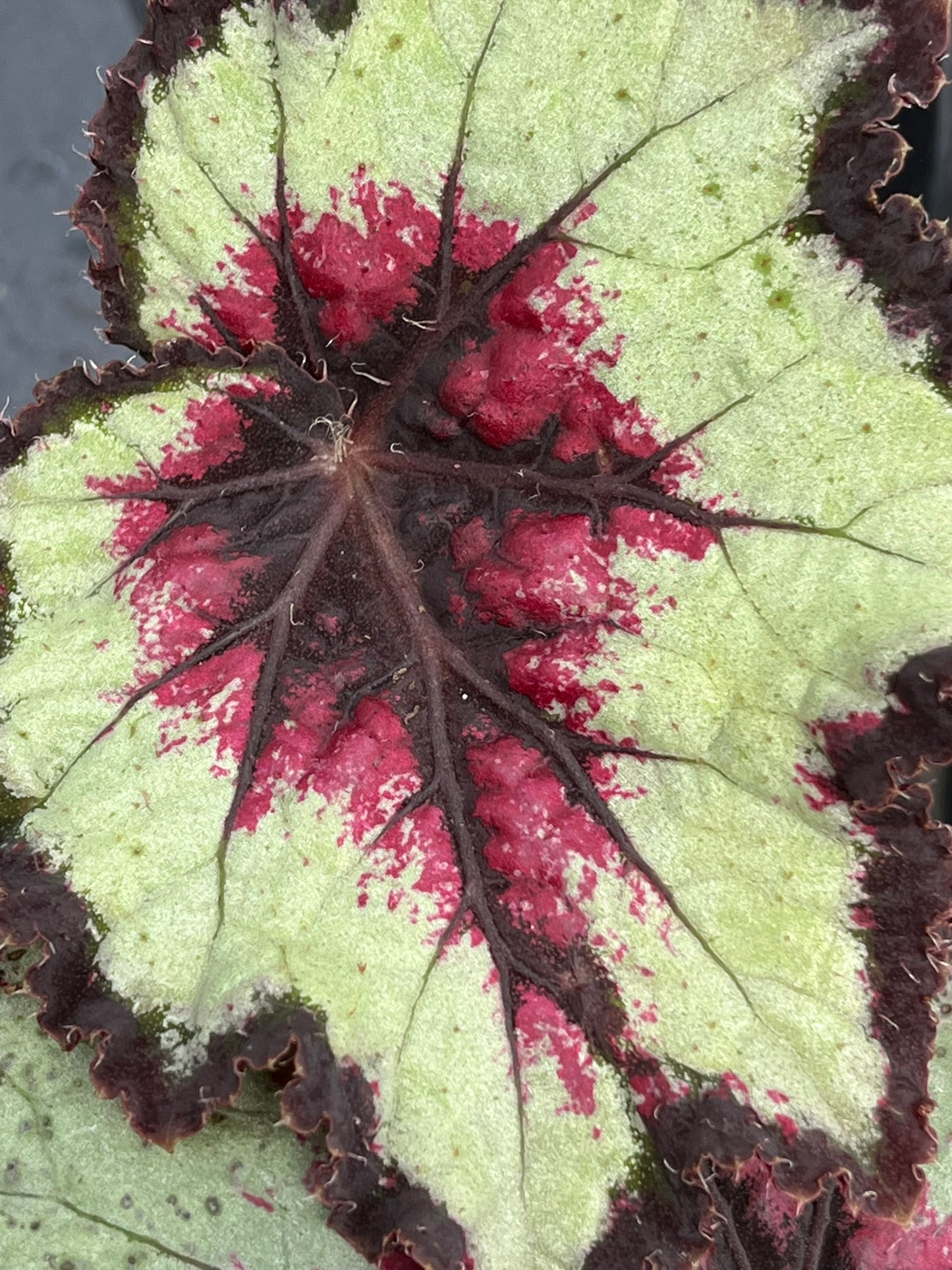 Begonia Bullseye