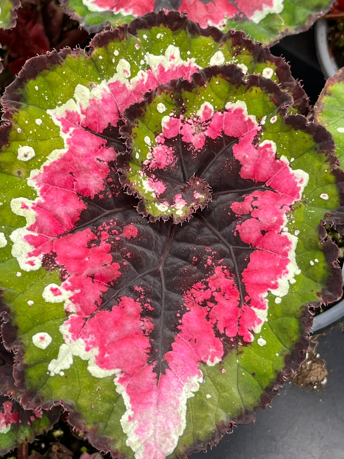 Begonia Christmas Curl