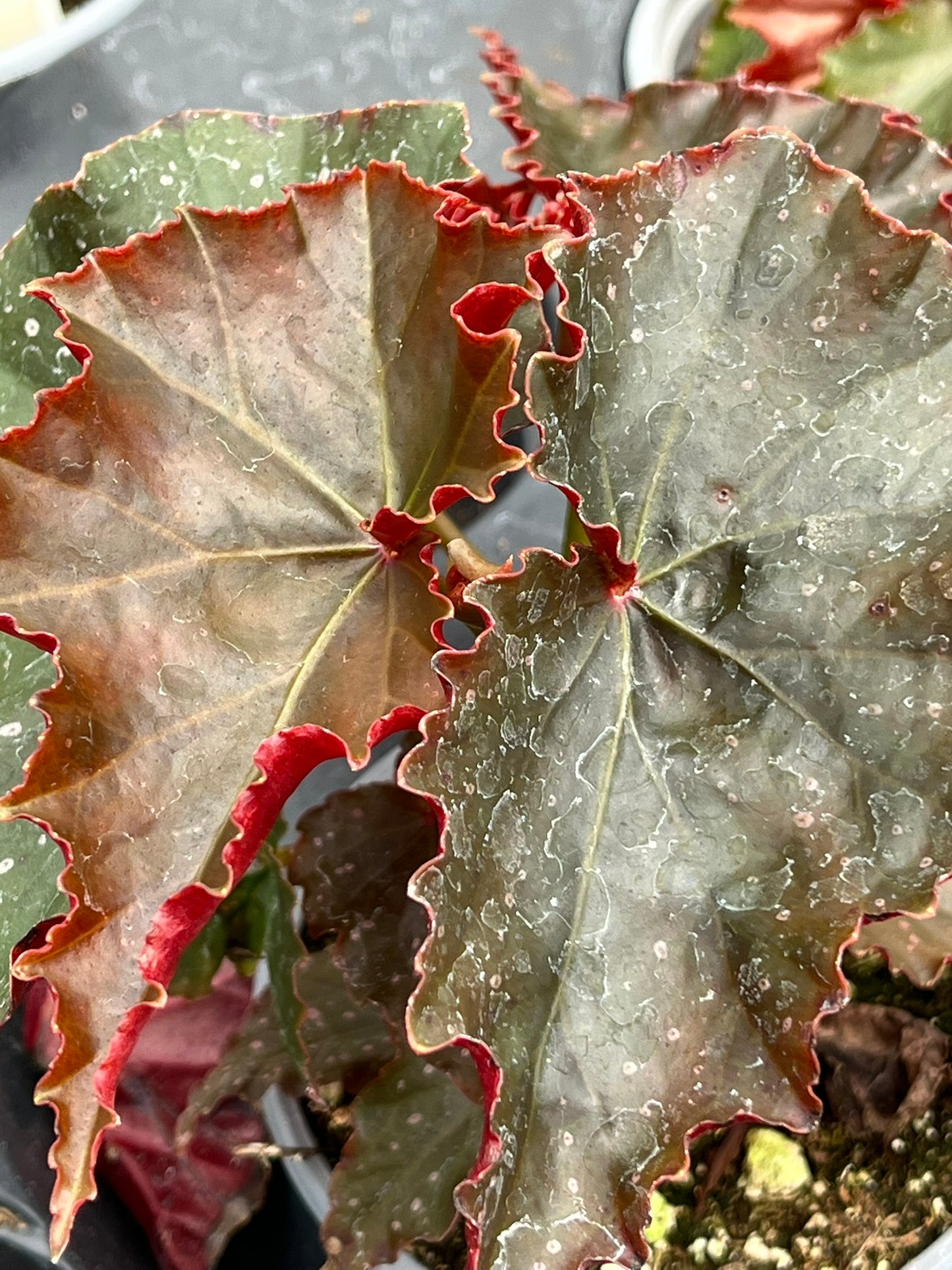 Begonia Flo Belle Moseley