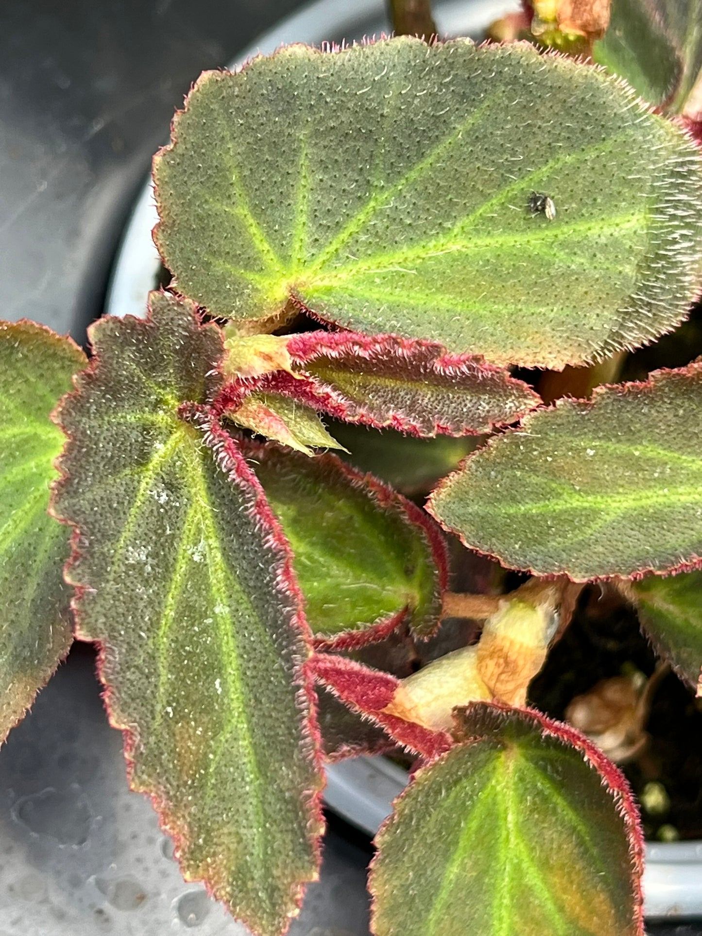 Begonia Brazilian Lady