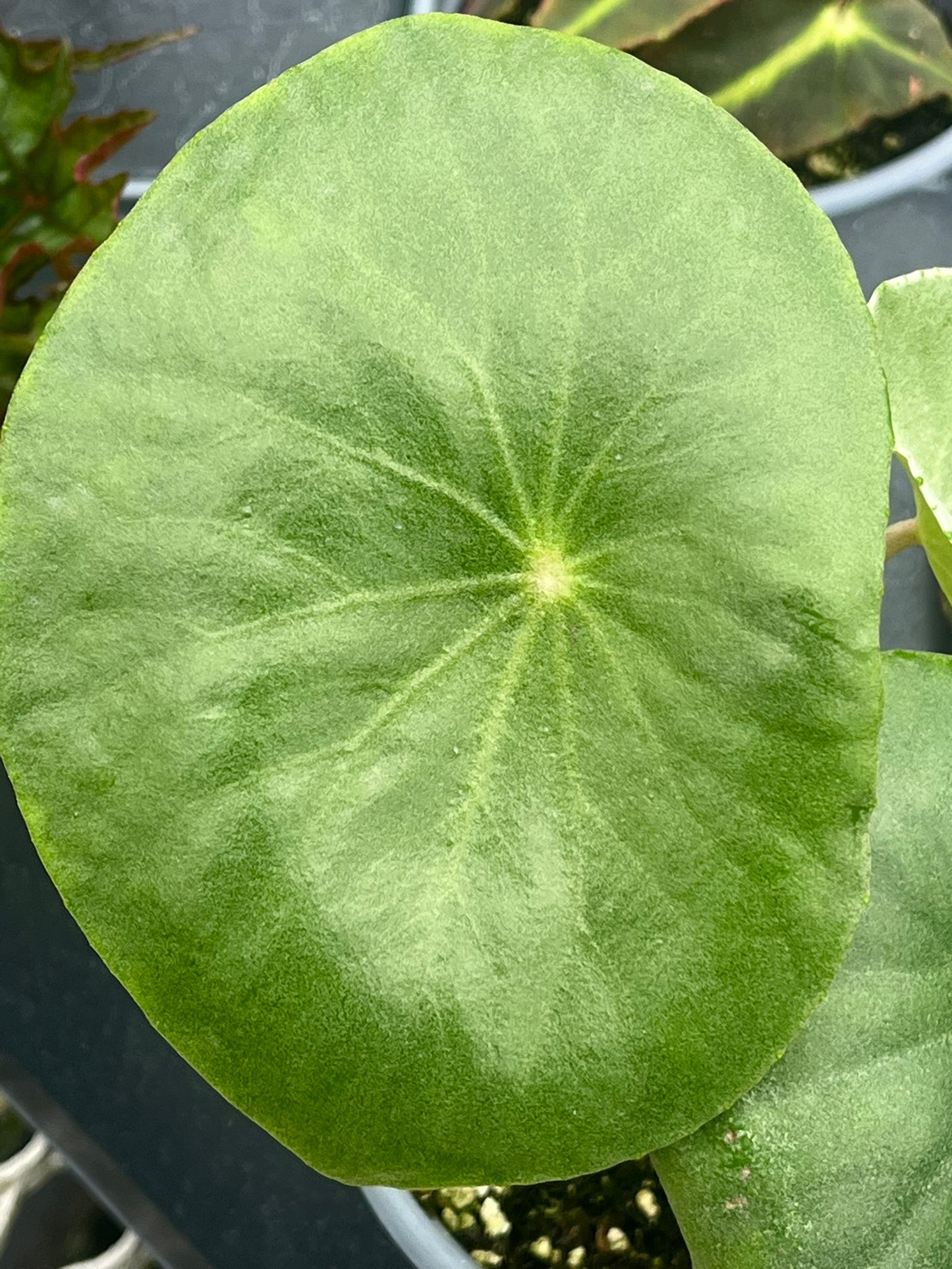 Begonia goldingiana