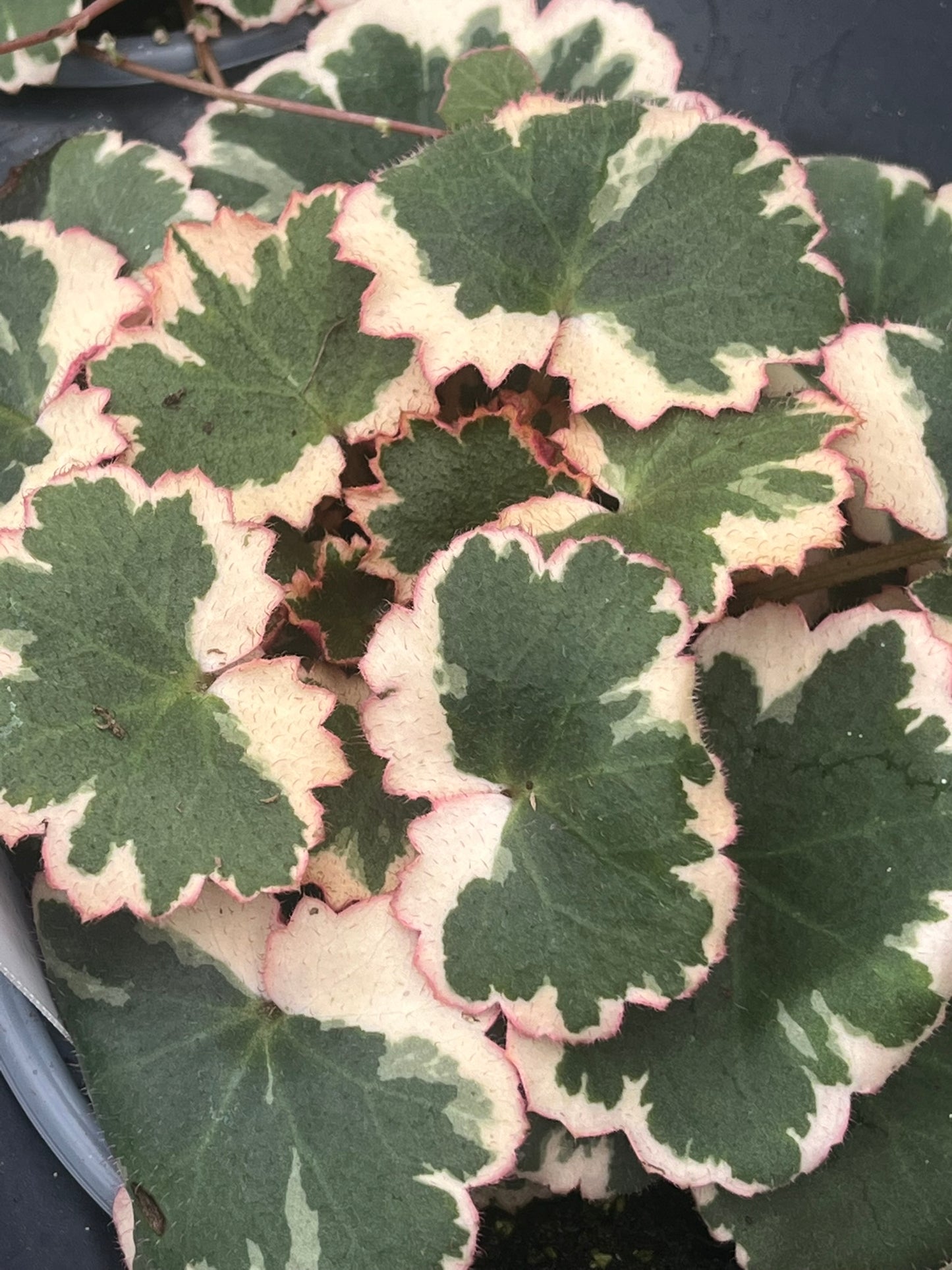Saxifraga stolonifera variegata, Variegated Strawberry Begonia