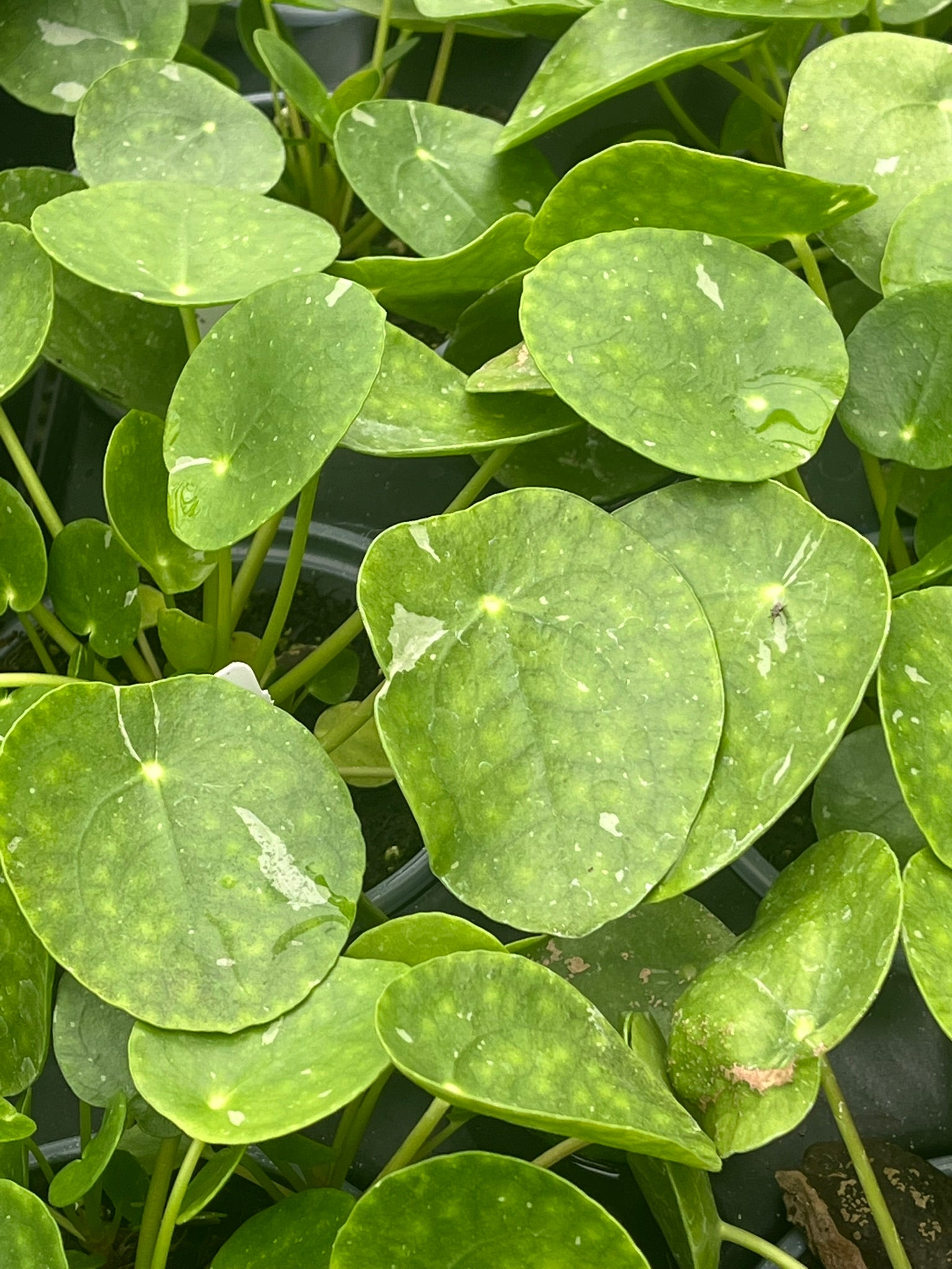 money plant variegated Pilea peperomioides, Variegated Chinese Money Plant ‘White Splash’
