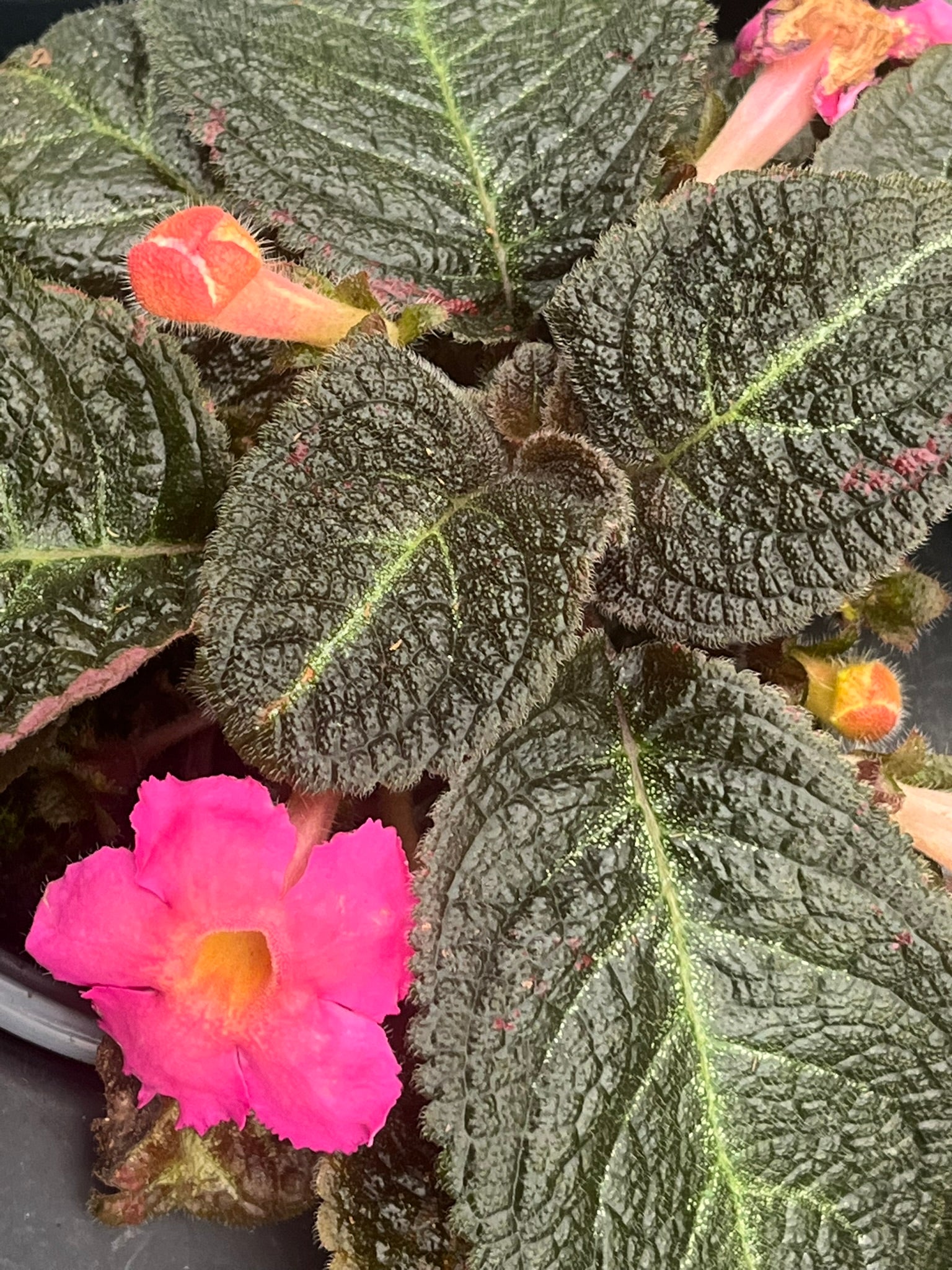 episcia plant indoor Episcia cupreata, Flame Violet, 'Pink Panther'
