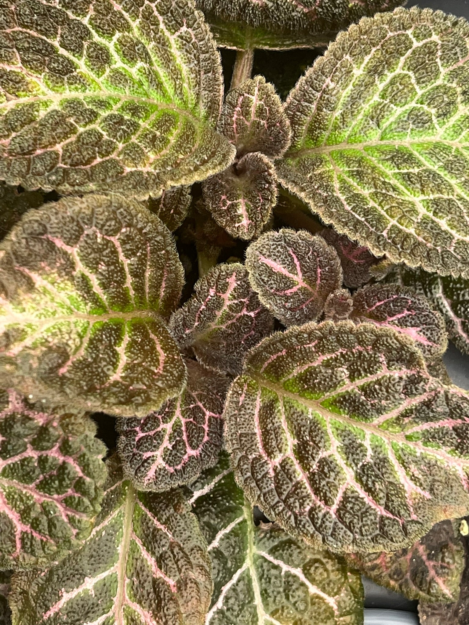 episcia potting mix Episcia cupreata, Flame Violet, 'Copper'